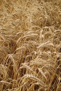 Researchers unlock key components of wheat's genetic code
