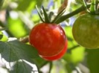 Greenhouse tomatoes wrap up