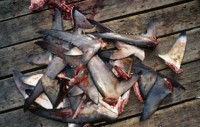 U.S.-based hotel chain bans shark fin
