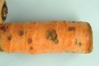 Disease noticed in French carrots