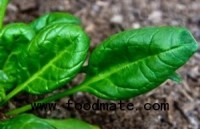 NY Spinach E. coli Outbreak Rises to 19