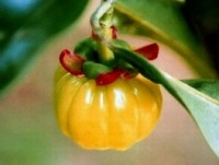 Does Garcinia cambogia extract really help with weight loss?