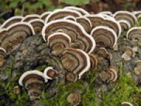 Mushroom compound may boost cancer survival