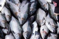 Value of Norway salmon exports at record levels