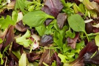Cyclospora Infections Rise to 514