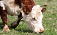 Germany Identifies First ‘Mad Cow’ Case Since 2009