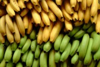 Supermarket Price Wars Hurting Third World Producers
