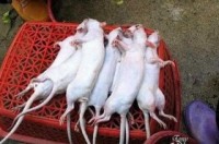 China food scandal: Rat meat sold as lamb meat