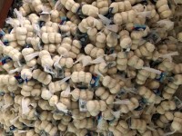 Peruvian garlic doesn't have a strong impact on the Chinese market