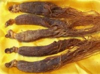 Ginseng is much more than simply an aphrodisiac herb
