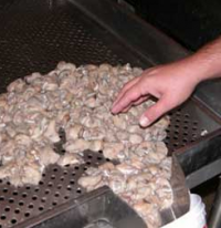 Texas Oysters Linked to Norovirus Illnesses in Louisiana