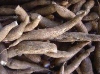 Cassava can become a 21st century crop, says FAO