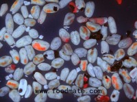 TOMRA helps food manufacturers lower danger of lethal food toxin