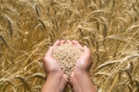 Canada needs more standardized whole grain labeling