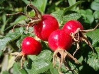 Research finds rose hips protects your heart