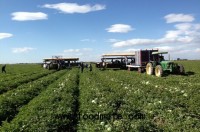 US: Domestic melon market down