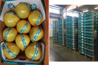 Chinese holidays and vacations push up pomelo price