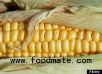GMO Debate Heats Up: Critics Say Biotech Industry Manipulating Genes, And Science