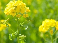 Victory for British agriculture on oilseed rape emission recalculation