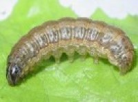 Fall Armyworms found in Japan for first time