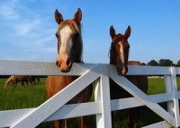 Horse DNA found in canned sliced beef