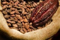 Cocoa-rich diet may help control blood sugar