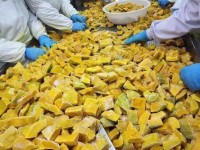 Frozen pumpkins processed in large volumes