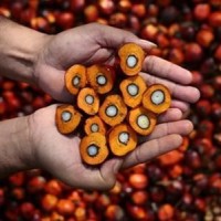 Global manufacturers make sustainable palm oil sourcing commitments
