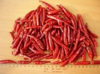 Chilli peppers in migraine prevention experiments