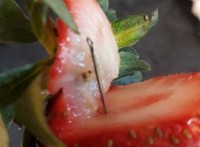 News Updated: Foodstuffs and Woolworths NZ halt all Australian strawberry distribution