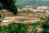 Contest might realise Pinoy dream of half-cost rice production
