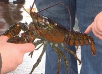 Canada lobster season may be moved