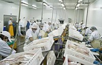 Mixed fortunes for U.K. seafood processing industry