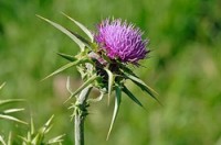Milk Thistle prevents prostate cancer - study suggests
