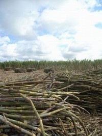 Sugar futures extend slump as Brazil rain seen aiding cane crop