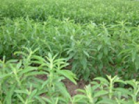 Stevia in transition: Reb A accounted for 40% of PureCircle revenues in 2012 v 90% in 2009