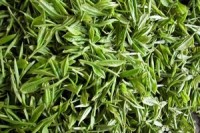 Green tea antioxidants provide some assistance for weight loss