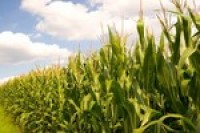 Purple corn extracts show benefits for diabetic’s kidney health