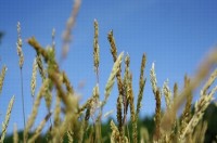 Australian gene technology regulator calls for comment on Genetically Modified Wheat trial