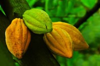 Nestlé UK & Ireland on target for sustainable cocoa sourcing