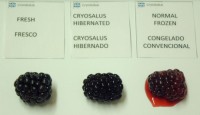 Hibernation could preserve fruit for up to 2 years after harvest