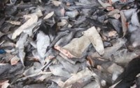 Shark fin soup — environmental crime or birthright?