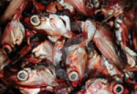 Food crime: 200t of illegal fish destroyed in fraud probe