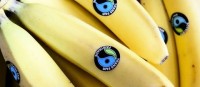 Aldi Süd to sell only Fairtrade bananas licensed by TransFair