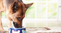 Robert Abady Dog Food Company Inc. recalls frozen pet foods due to Salmonella contamination