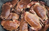 Putting brown crab on the menu
