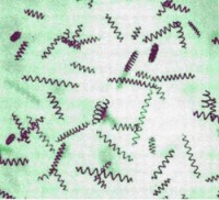 The unparalleled immune boosting qualities of spirulina