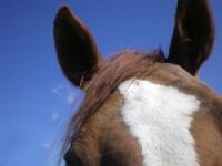 Russians concerned over EU horsemeat