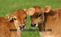Cornell’s New Test Spots Salmonella in Cattle