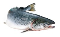 Kroger, Safeway Will Nix GMO Salmon Regardless of FDA Decision